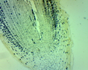 Préparation microscopique: Mitose végétale racine jacinthe - CL