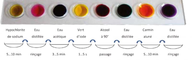 Portoir 8 verres de montre 60 mm