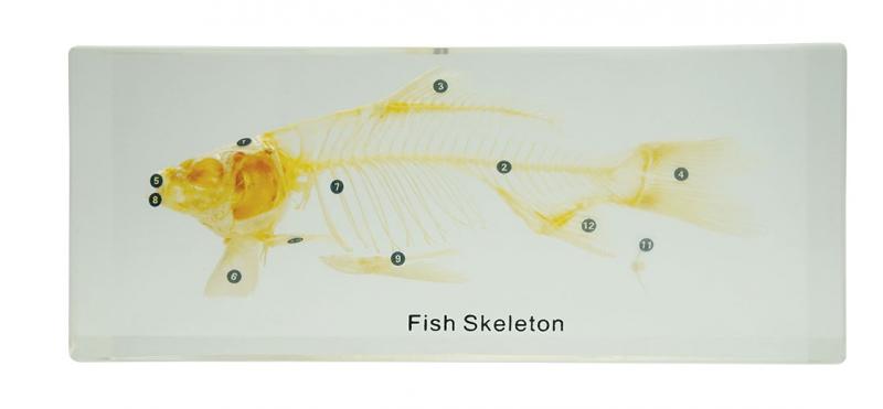 Squelette en inclusion résine : Poisson