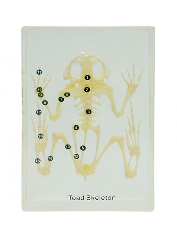 Squelette en inclusion résine : Grenouille