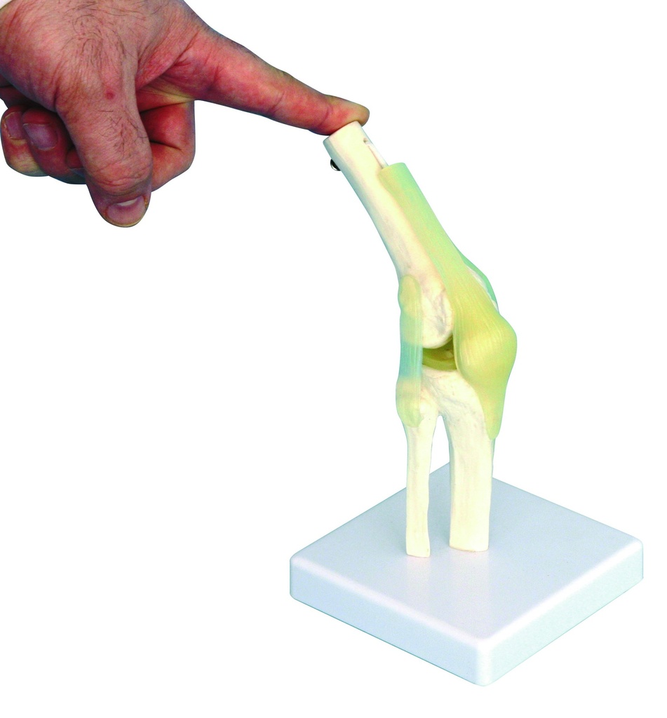 Modèle articulation du genou