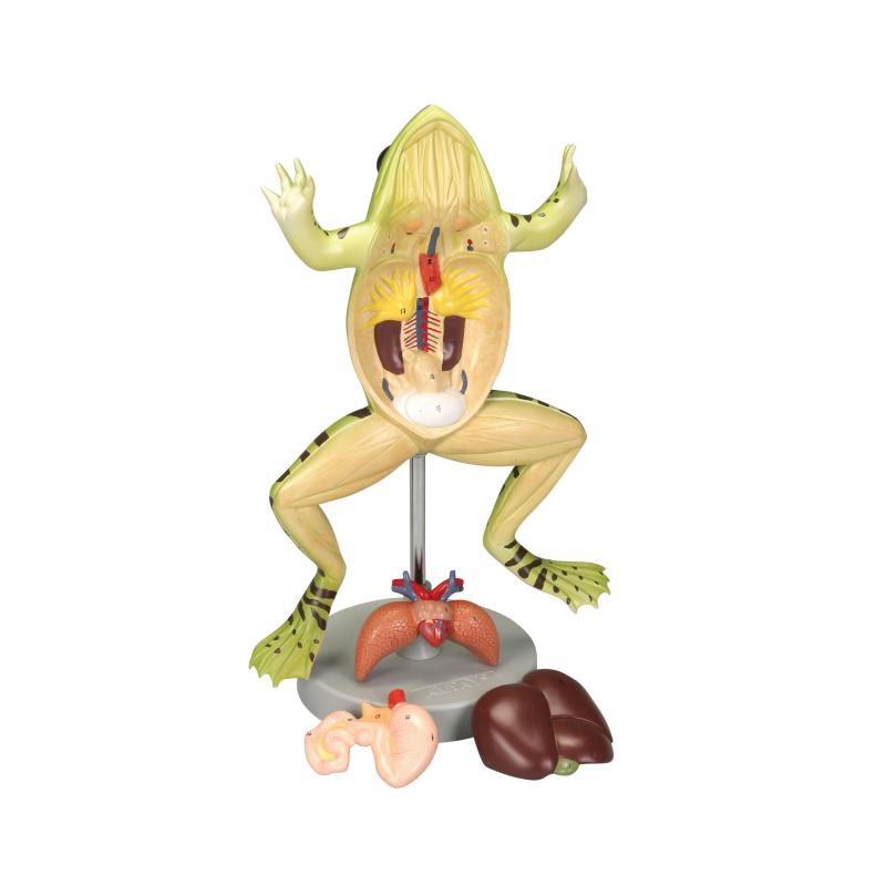 Modèle de grenouille démontable