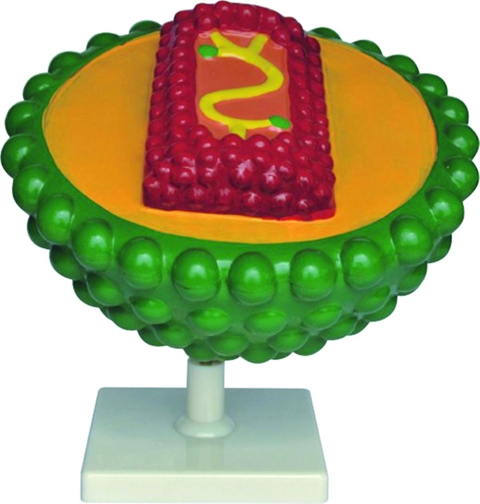 Modèle de virus du SIDA