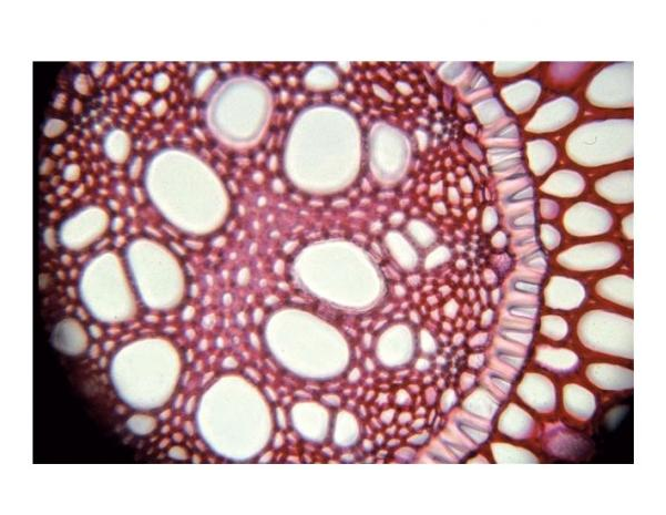 Préparation microscopique: Cuticule et stomate tige CT