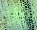 Préparation microscopique: Mitose végétale racine jacinthe - CL