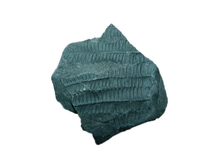 Fougère (schiste houiller) (lot de 4)