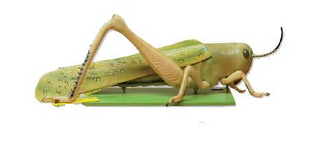 Modèle de dissection de sauterelle