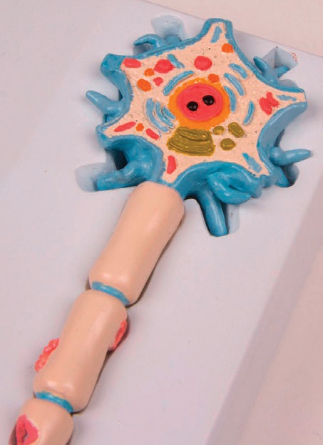 Modèle de neurone