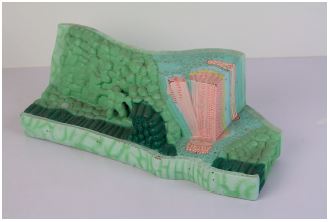 Modèle structure de la feuille