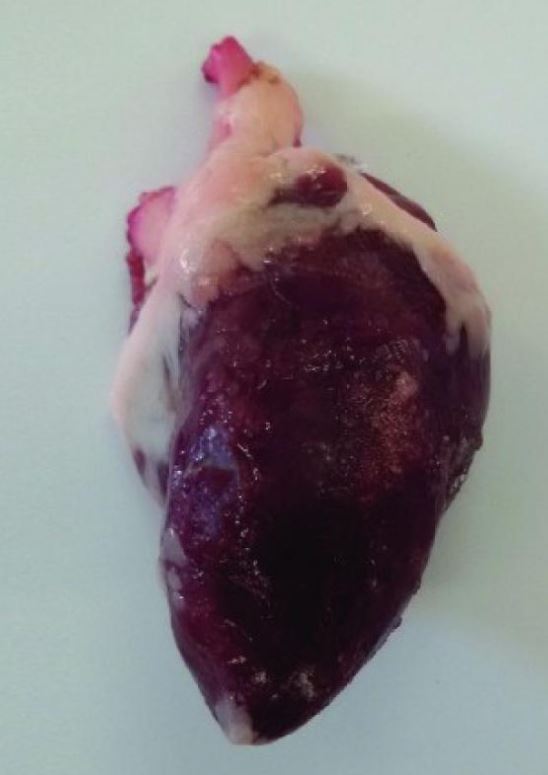 Sachet de 10 coeurs congelés de dindes complets (860 g le sachet)