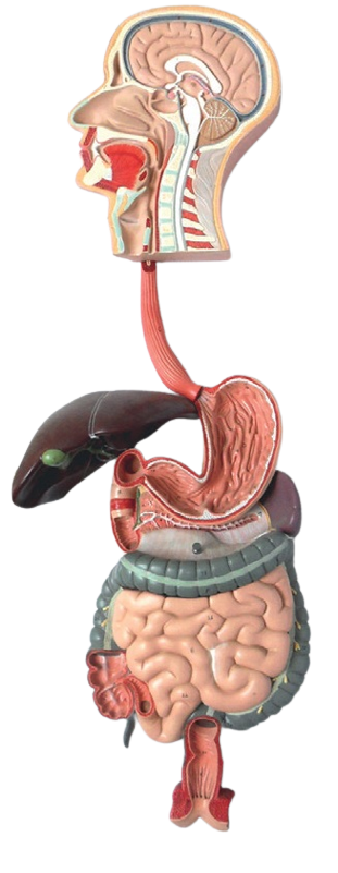 Système digestif taille 90x30x13 cm