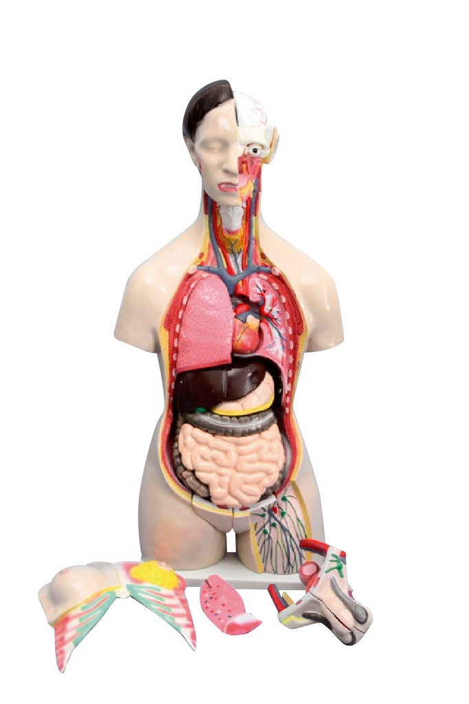 Tronc/Torse humain bisexué 24 parties - 85 cm