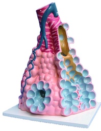 Modèle d'alvéole pulmonaire