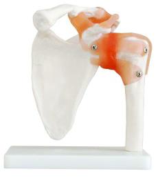 Modèle d'épaule flexible