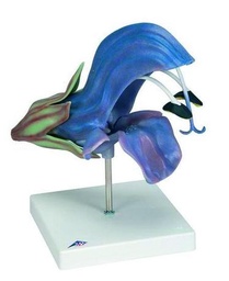 Modèle fleur de sauge des près