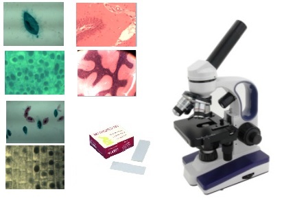 coffret préparations microscopiques: Symbiose des végétaux - 5 préparations 