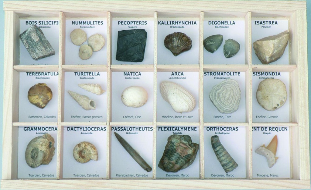 Collection de 18 fossiles véritables 