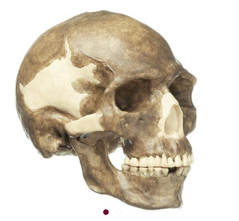Crâne Sapiens (Cro-Magnon) SOMSO S4