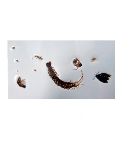 [024073-S66305] Plaques de microfaune de sol cultivé et de sol de forêt (lot de 3)