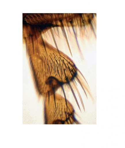 [027100-S60636] Préparation microscopique: Patte de mouche