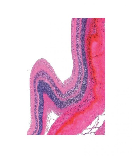 [027139-S66318] Préparation microscopique: Rétine de boeuf