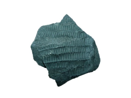 [031062-S60444] Fougère (schiste houiller) (lot de 4)