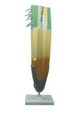 [020070-S57892] Modèle coiffe de racine - Apex végétal