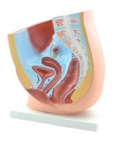 [S68484] Modèle de bassin féminin