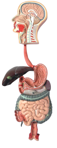 [S57875] Système digestif taille 90x30x13 cm