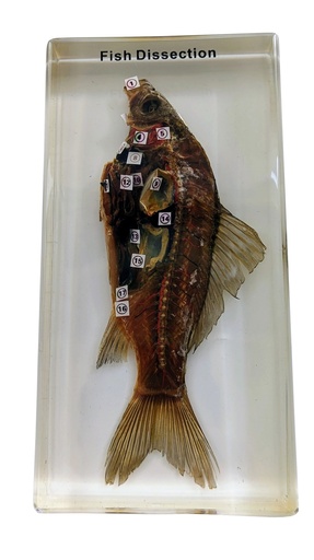 [028044-S68295] Poisson disséqué en inclusion résine