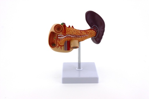 [020081] Modèle de l'appareil digestif