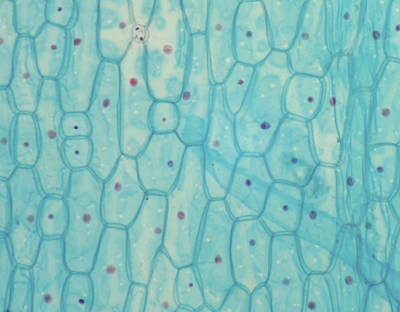 [027424] Préparation microscopique : Stomates d'oignon