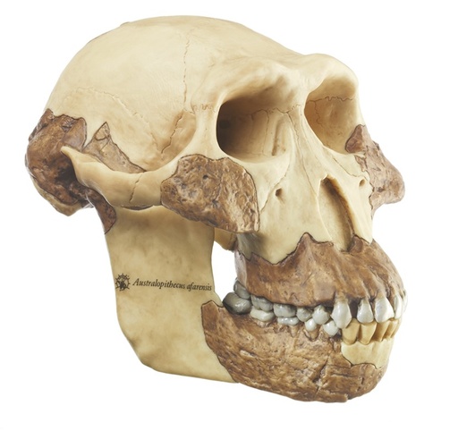 [ZHCMGS7] Crâne Australopithèque Aferensis SOMSO S7
