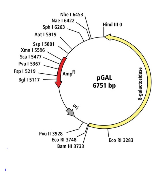 Kit transformation d'escherichia coli avec PGAL