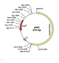 Kit transformation d'escherichia coli avec PGAL
