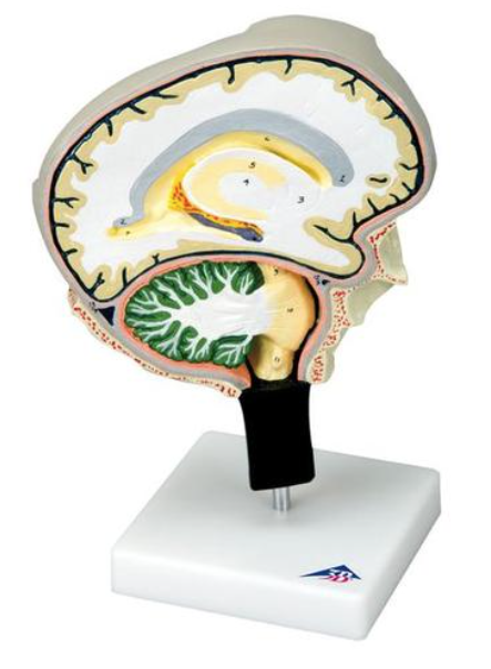 Modèle section du cerveau avec coupes médiane et sagittale