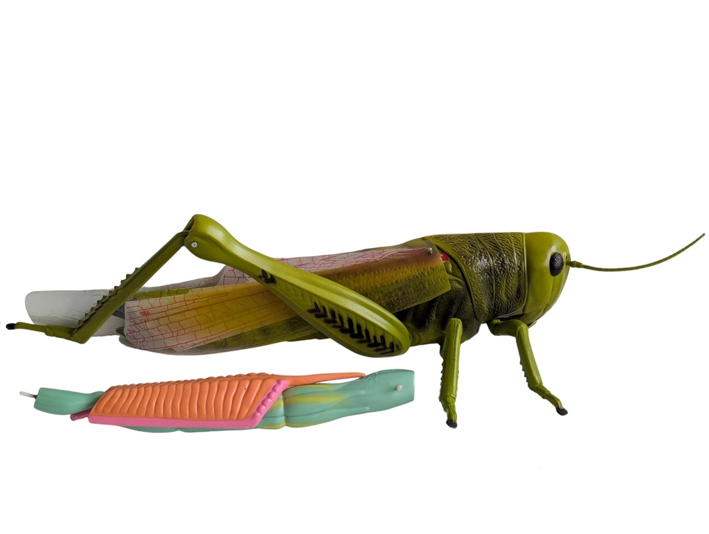 Modèle de dissection de sauterelle