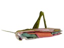 Modèle de dissection de sauterelle