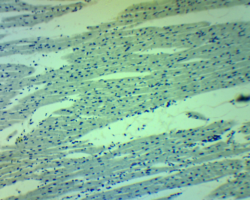 Préparation microscopique: Préparation microscopique: Muscle 3 types chien 