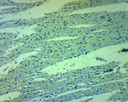 Préparation microscopique: Préparation microscopique: Muscle 3 types chien 