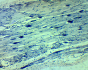 Préparation microscopique: Préparation microscopique: Muscle 3 types chien 