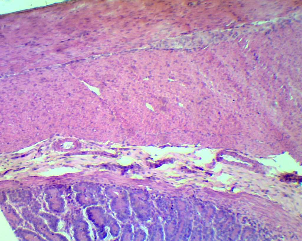 Préparation microscopique: Préparation microscopique: Muscle 3 types chien 