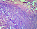 Préparation microscopique: Préparation microscopique: Muscle 3 types chien 