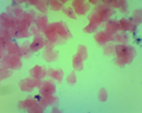 Préparation microscopique: Cellule buccale de l'homme