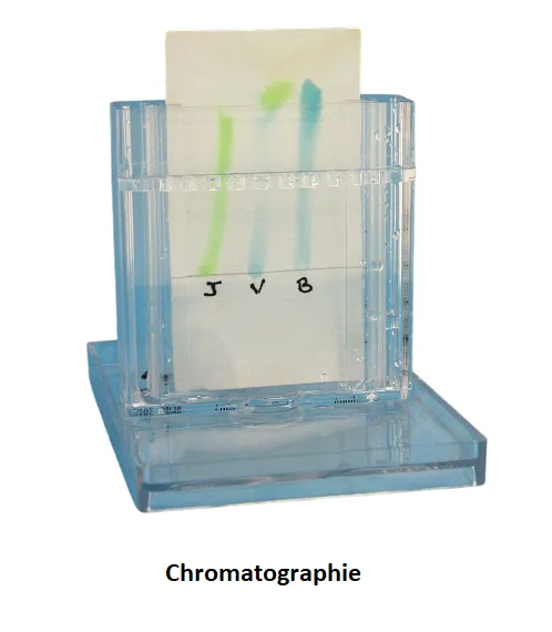 457017-Chromato.webp