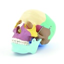Crâne pédagogique en 3 parties