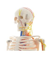 Mini squelette avec nerfs et vaisseaux sanguins