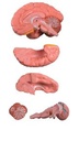 Modèle cerveau en 5 parties