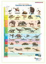 Collection 3 posters temps géologiques
