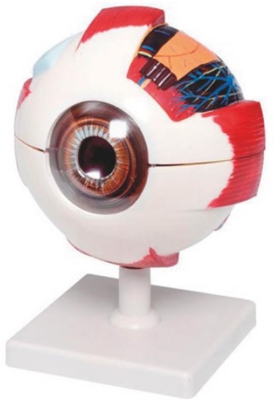 Modèle de l'oeil en 6 parties